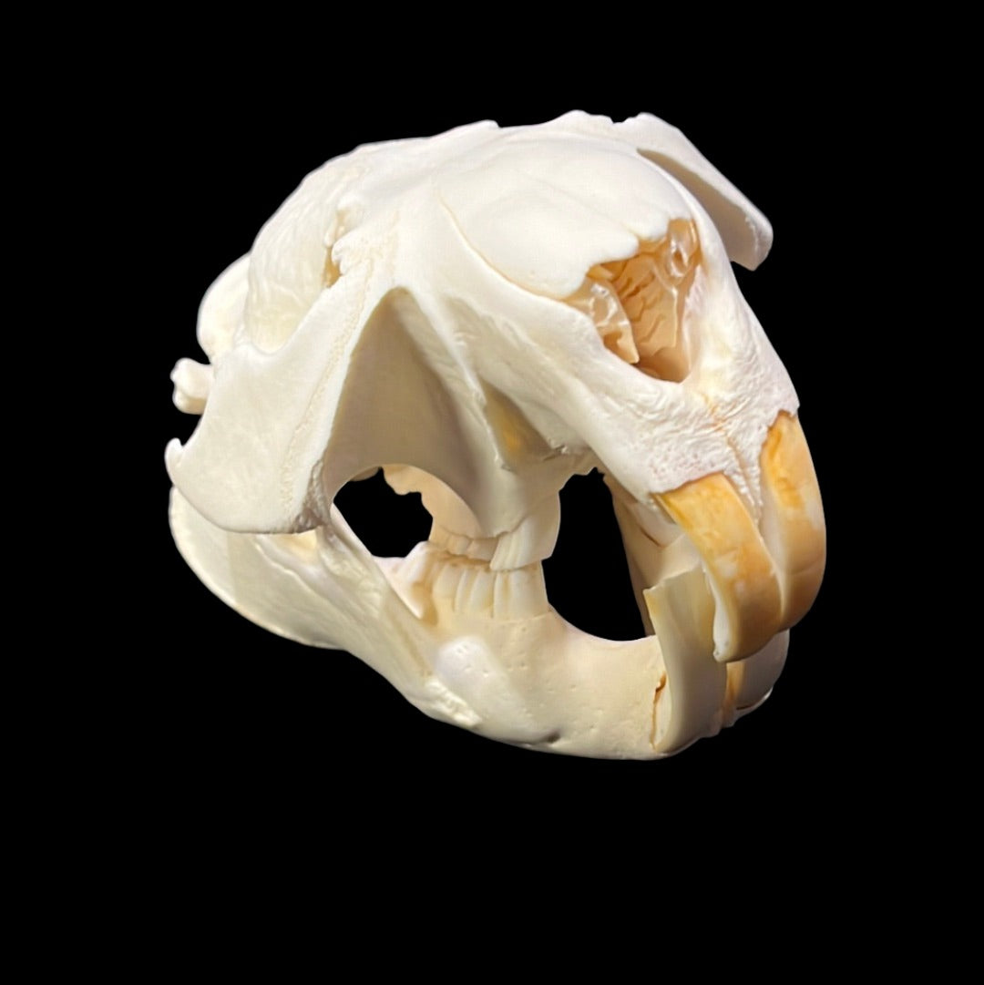 Beaver Skull (Large)