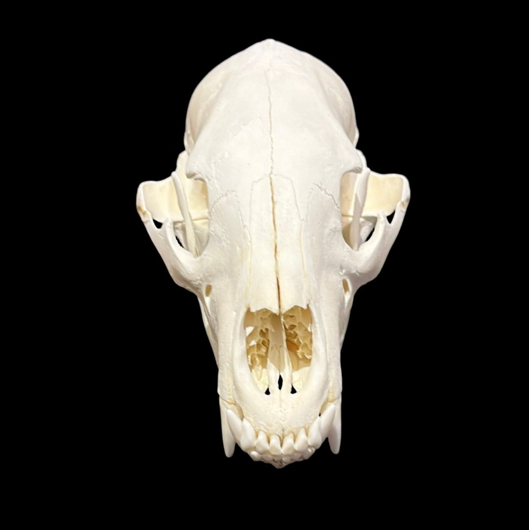 Black Bear Skull