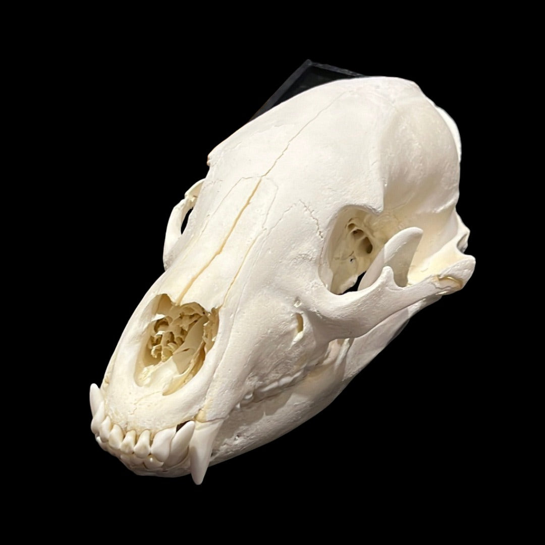 Black Bear Skull