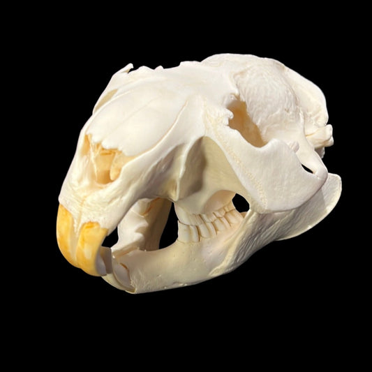 Beaver Skull