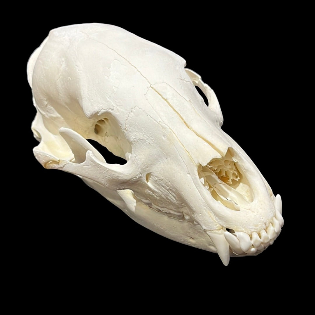 Black Bear Skull