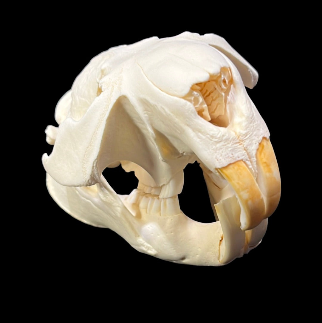 Beaver Skull