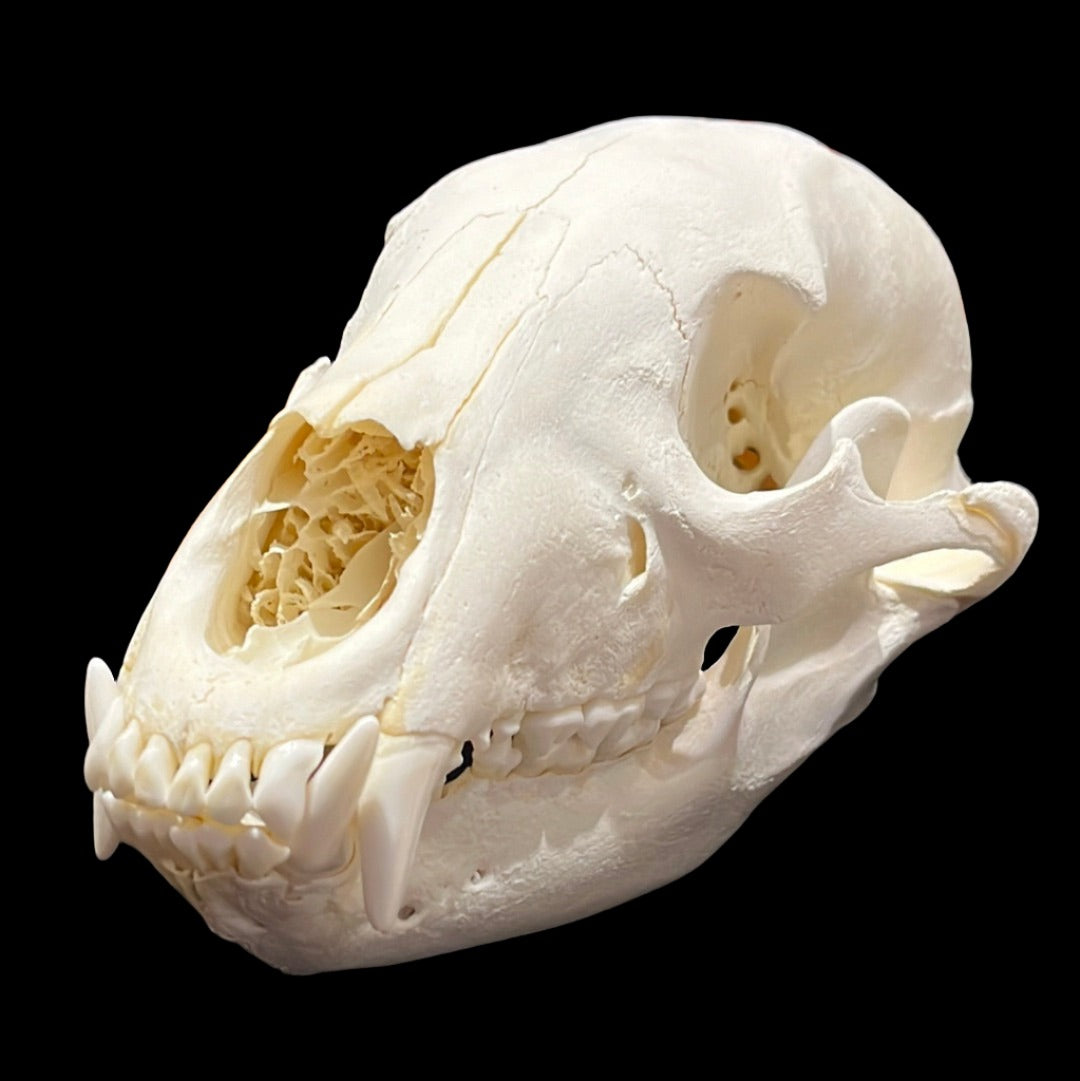 Black Bear Skull