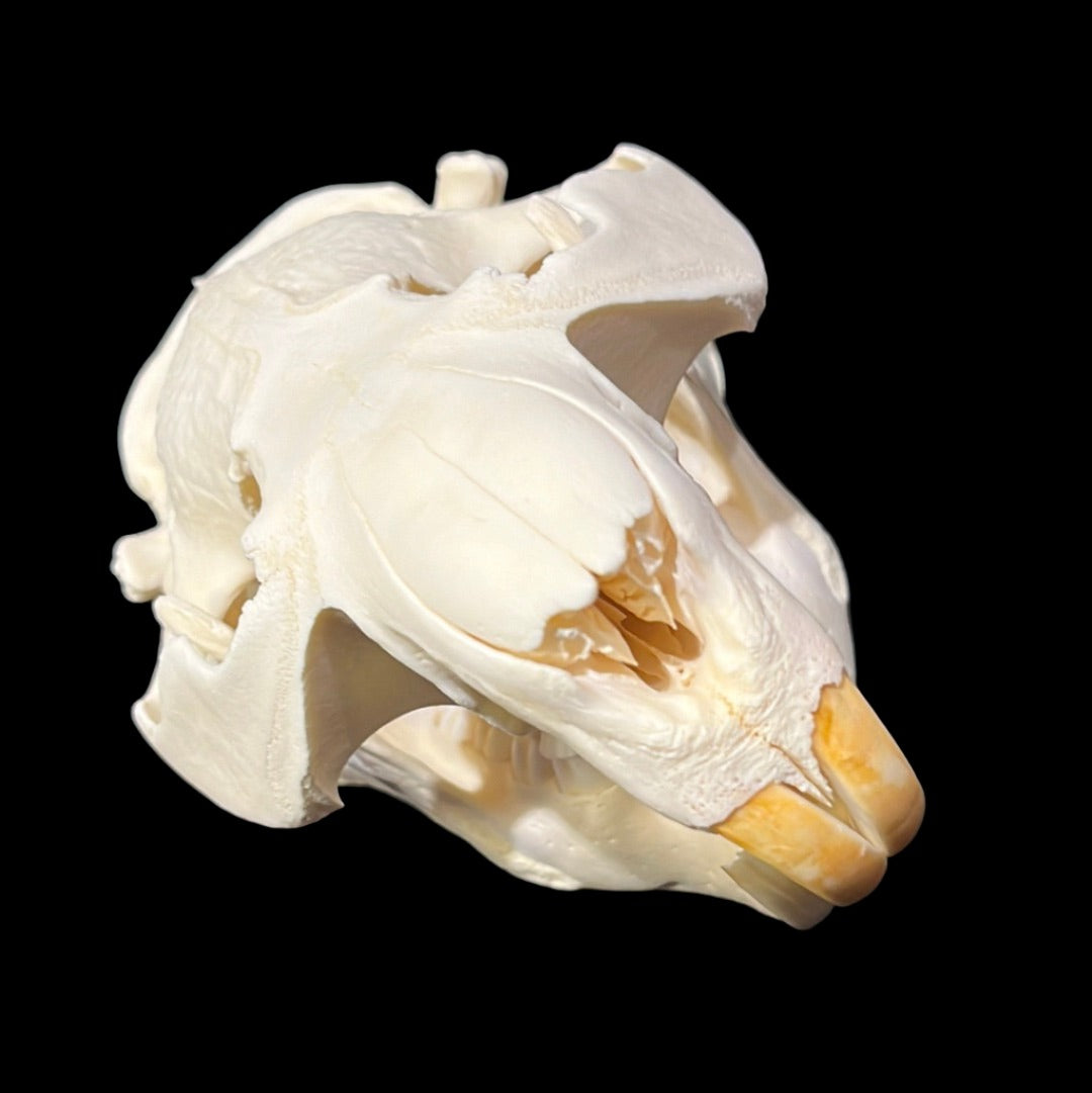 Beaver Skull