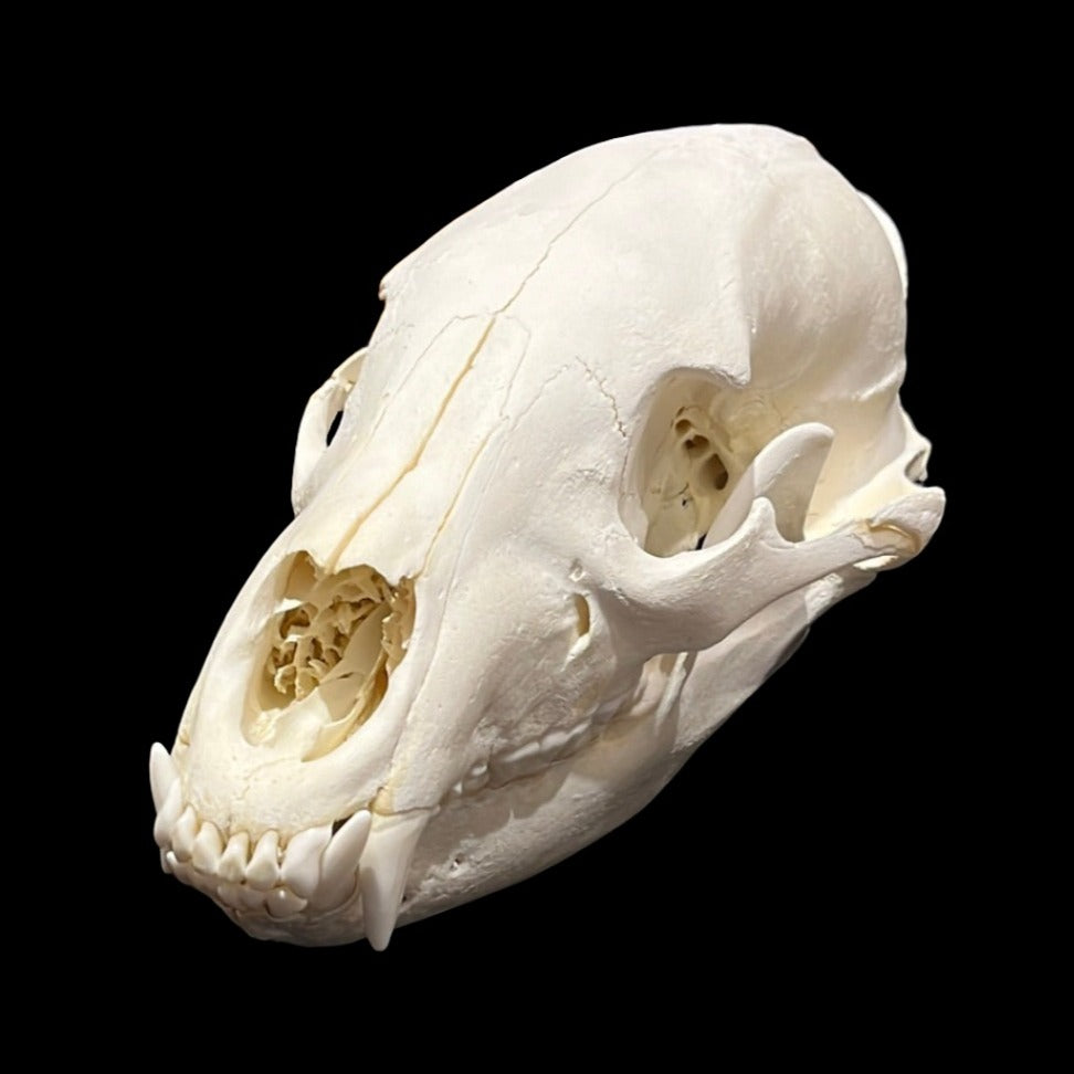 Black Bear Skull