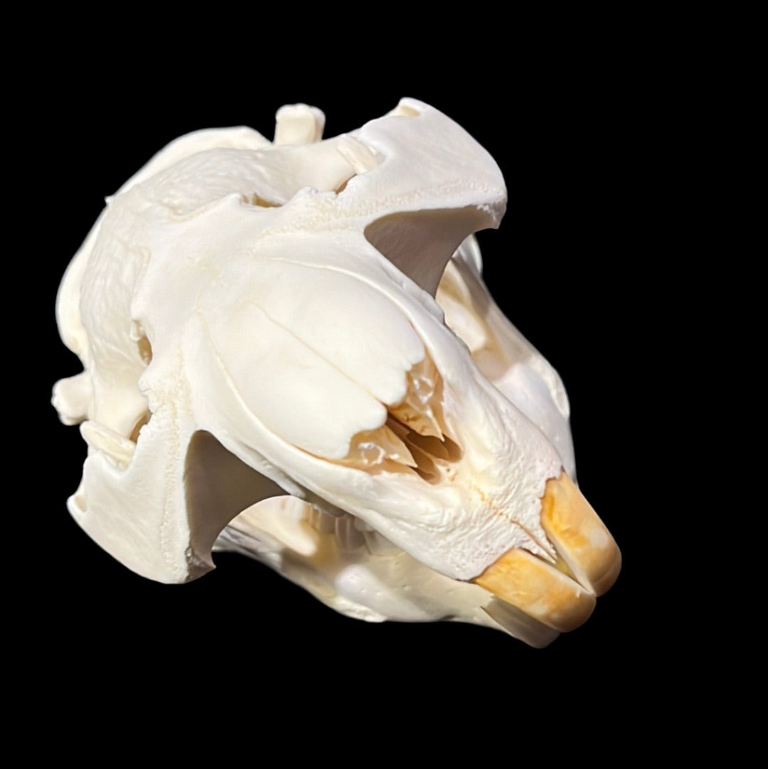 Beaver Skull (Large)