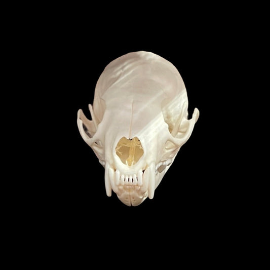 Alaskan Pine Marten Skull