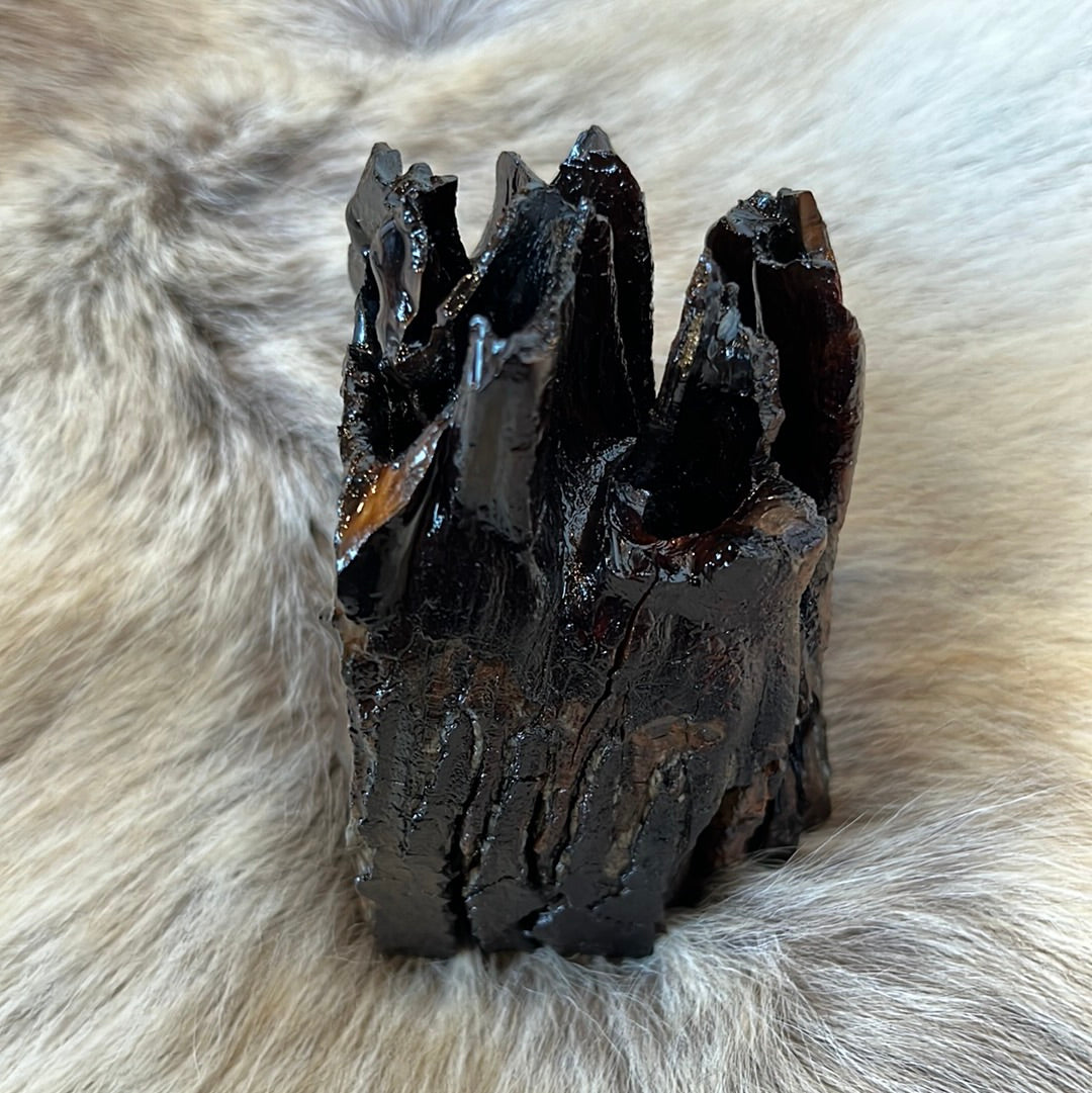 Mammoth tooth preserved in resin