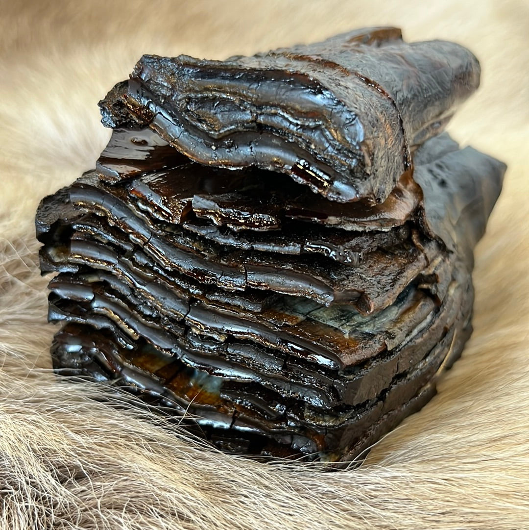 Mammoth tooth preserved in resin