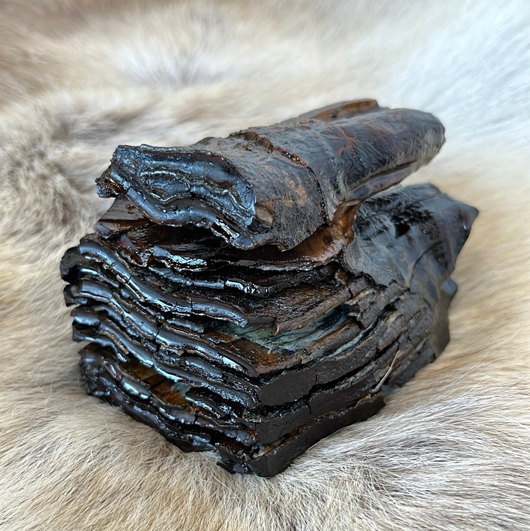 Mammoth tooth preserved in resin