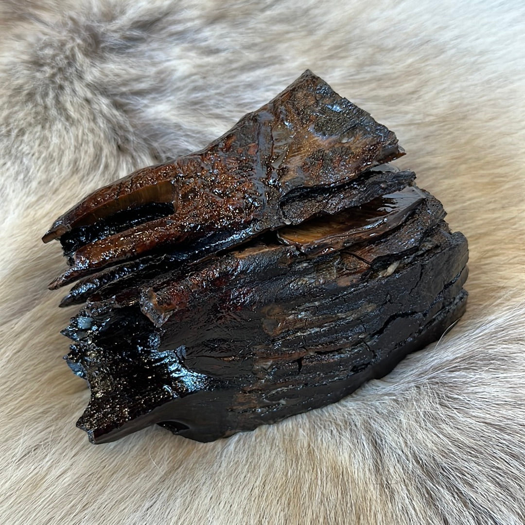 Mammoth tooth preserved in resin