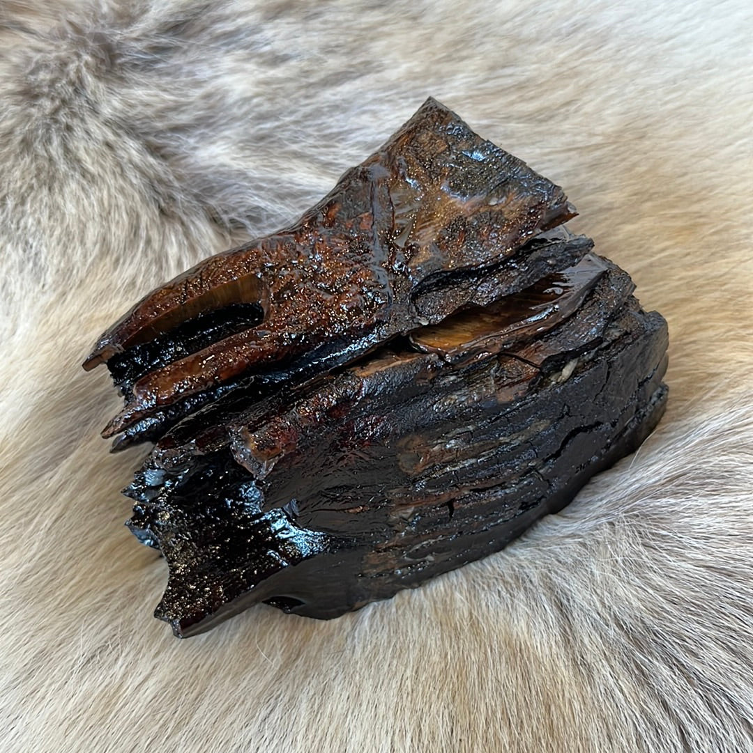 Mammoth tooth preserved in resin