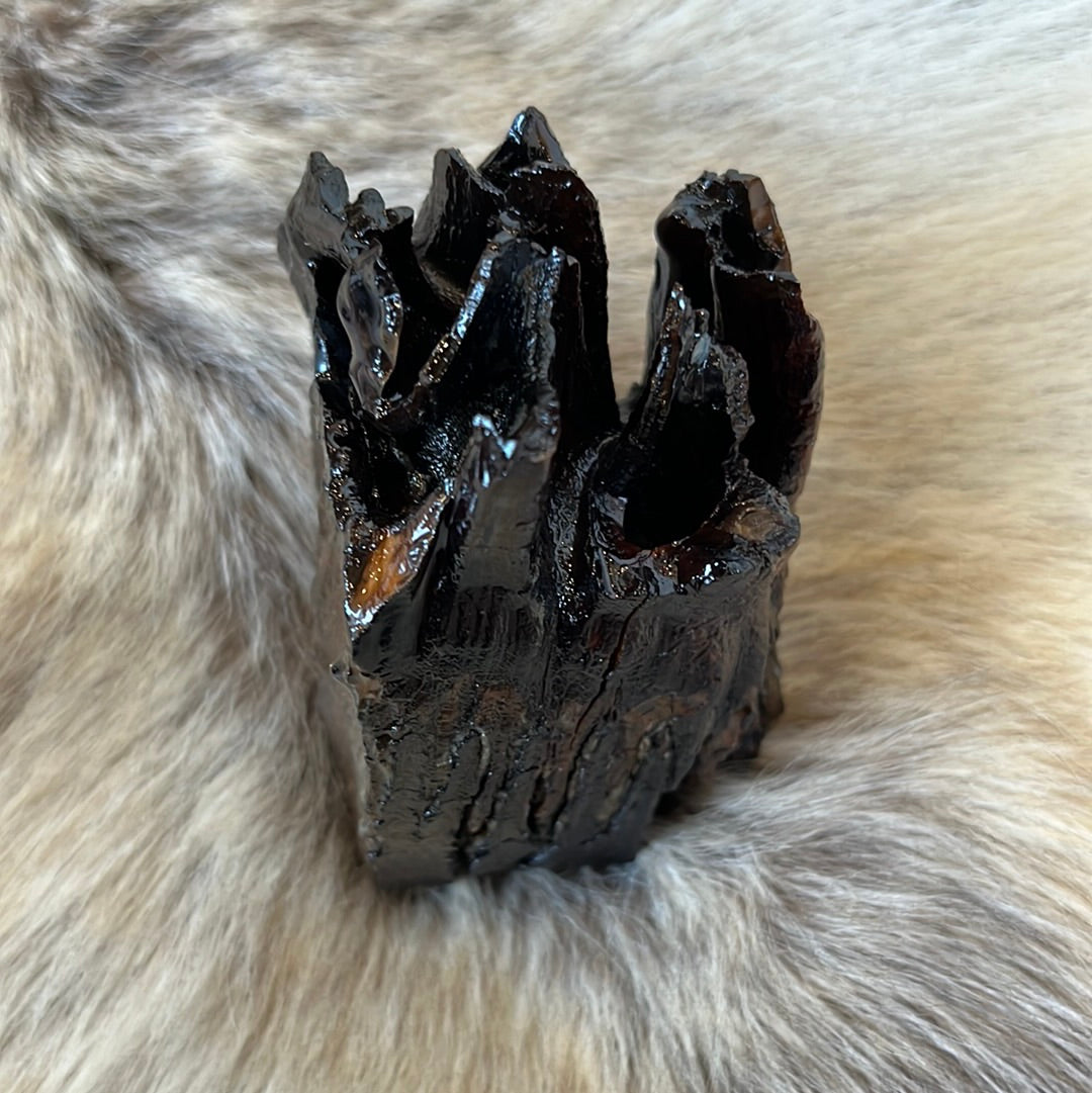 Mammoth tooth preserved in resin